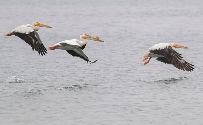 American white pelicans taking off