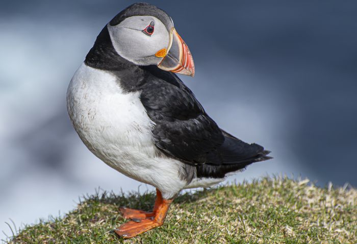 Atlantic puffin, Shetland Isles, Scotland