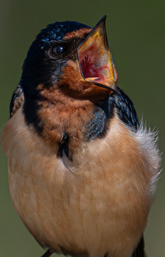 Barn swallow: Open Wide!
