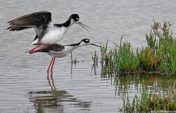 Black-necked stilts mating