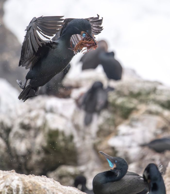 Brandt’s cormorant bringing in nest material