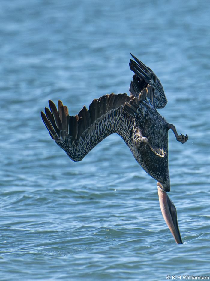 Brown pelican diving