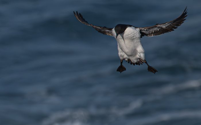 Common murre coming in to land