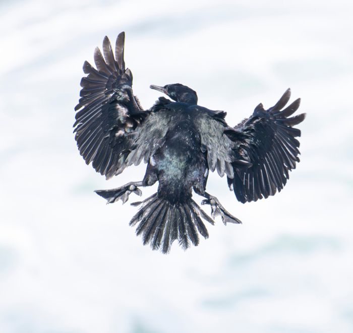 Cormorant being blasted by the wind