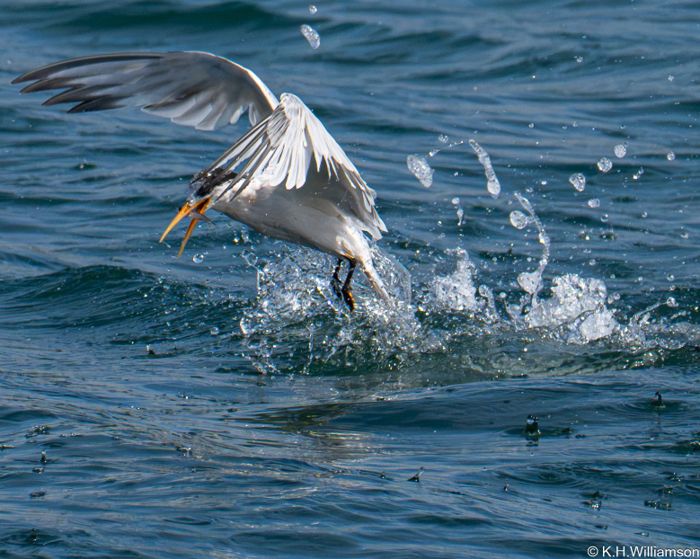 Elegant tern lifting off with a fish