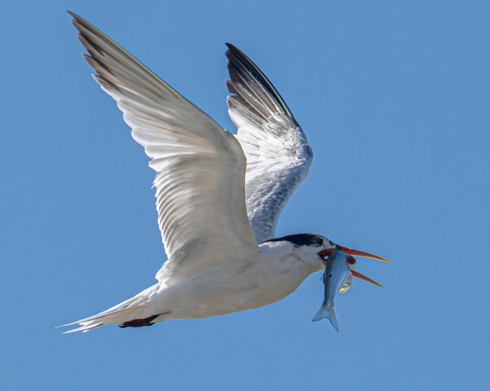 Elegant tern with a fish