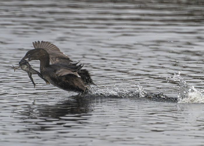 Grebe with a frog