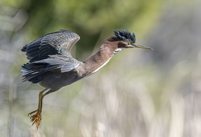 Green heron having a bad hair day, Petaluma