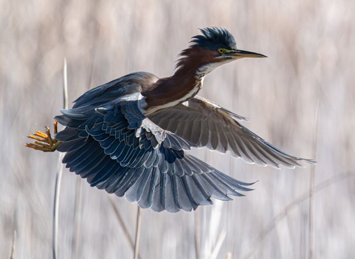 Green heron in flight