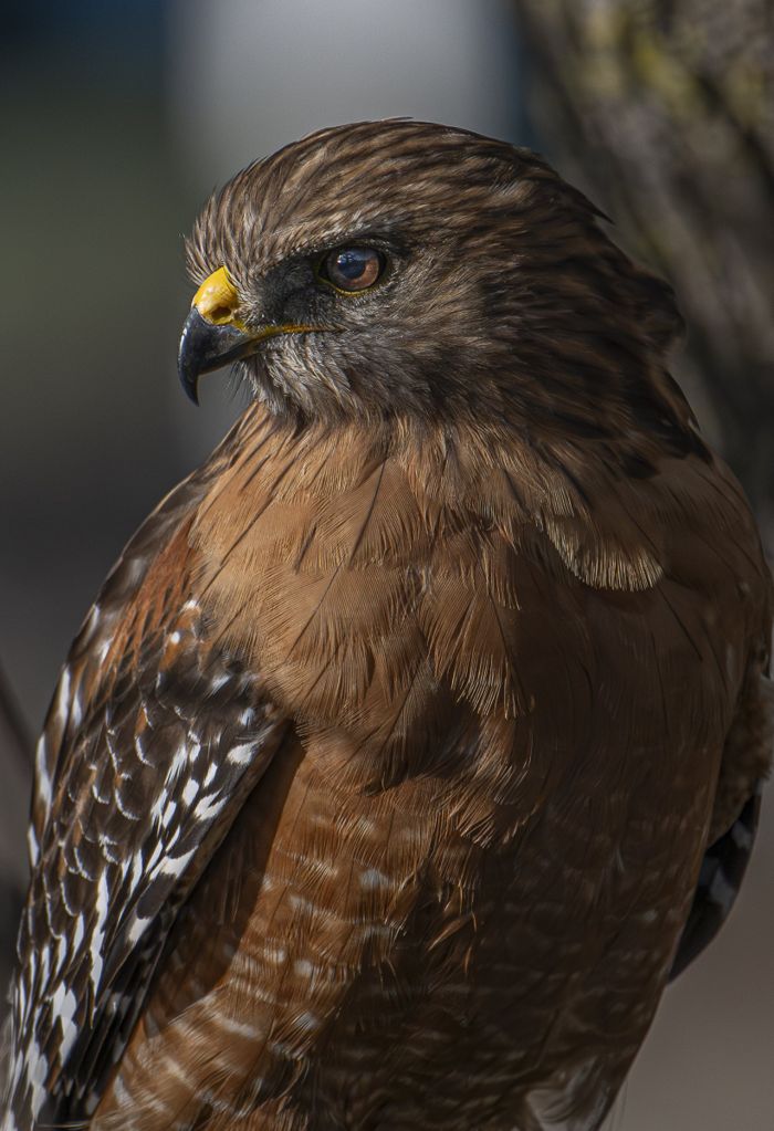 Hawkeye: red-shouldered hawk, Shollenberger Park, Petaluma