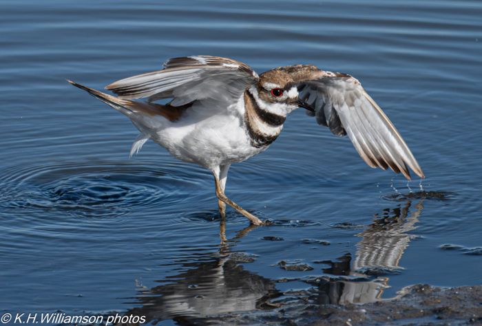 Killdeer stretching its wings