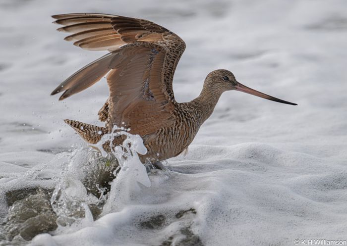 Marbled godwit in the surf