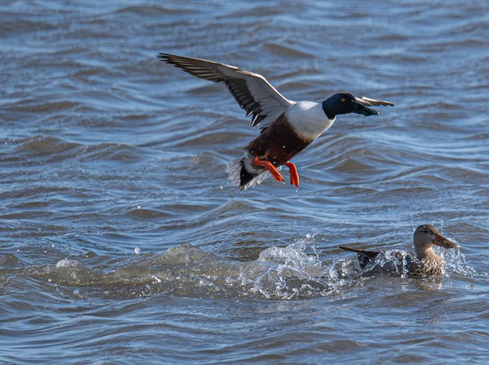 Northern shovelers, drake taking off