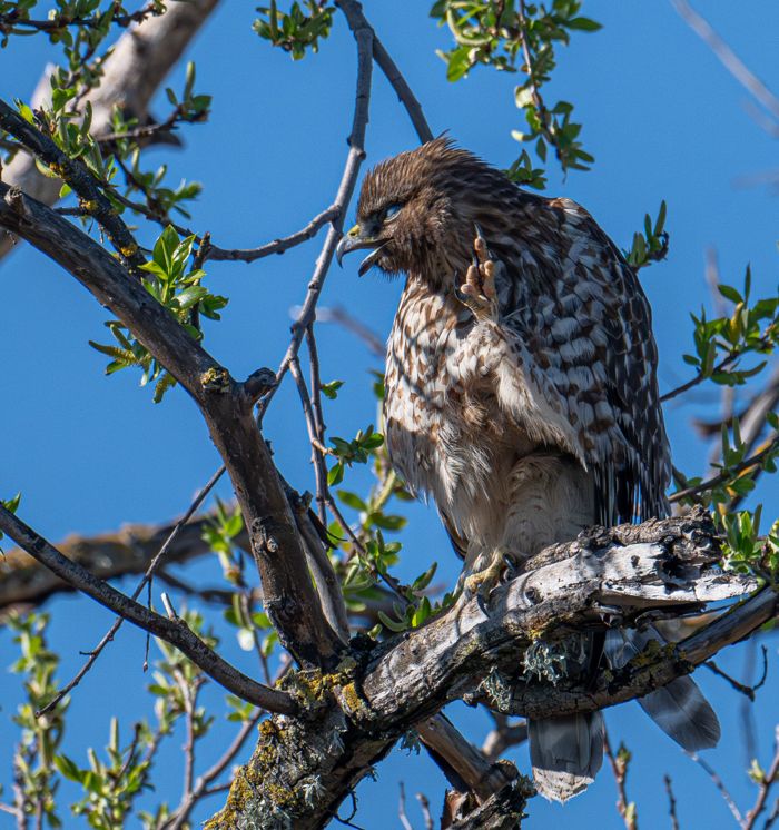 Red-shouldered hawk giving the finger