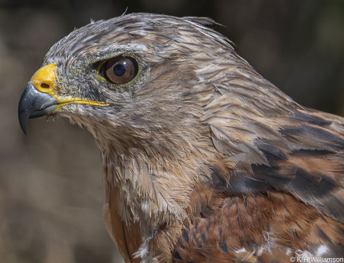 Red-shouldered hawk, portrait
