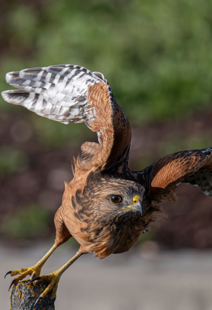 Red-shouldered hawk taking off