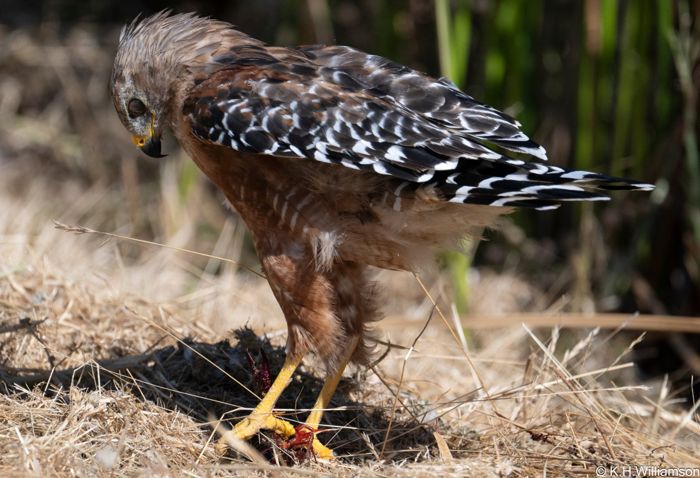 Red-shouldered hawk with a crayfish
