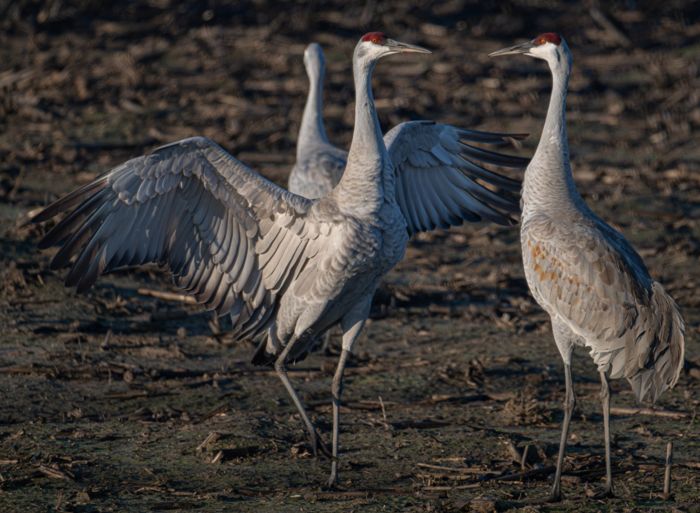 Sandhill cranes dancing