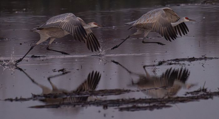 Sandhill cranes taking off