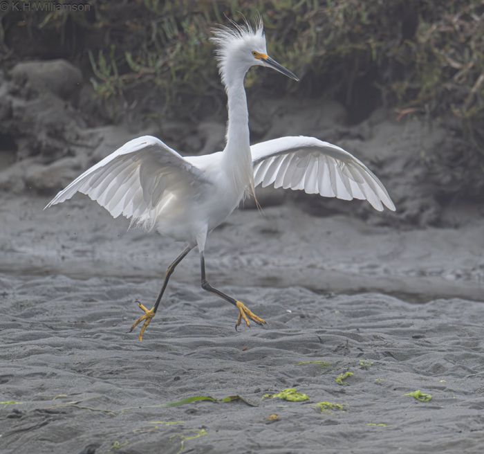 Snowy egret in an excited state