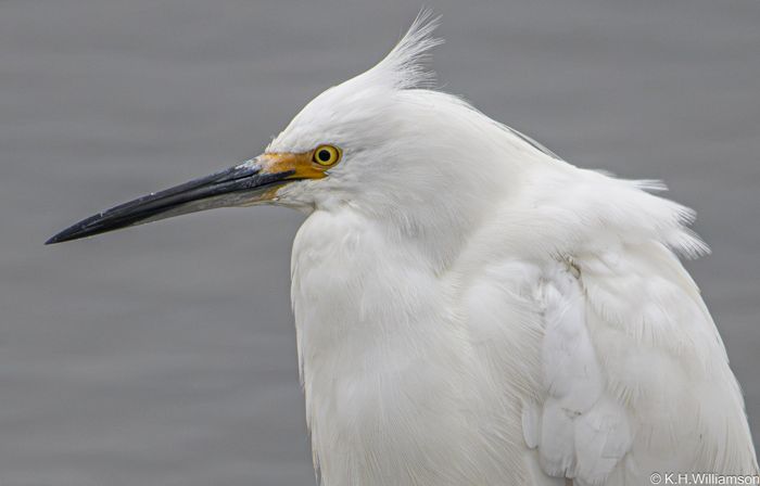 Snowy egret, portrait