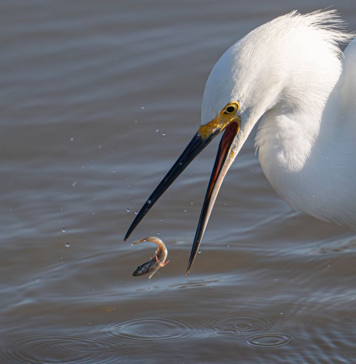 Snowy egret tossing a fish