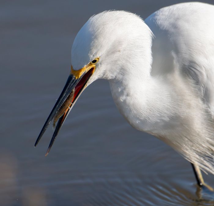 Snowy egret with its catch