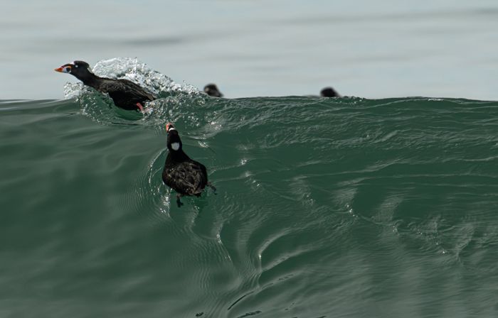 Surf scoters riding a wave