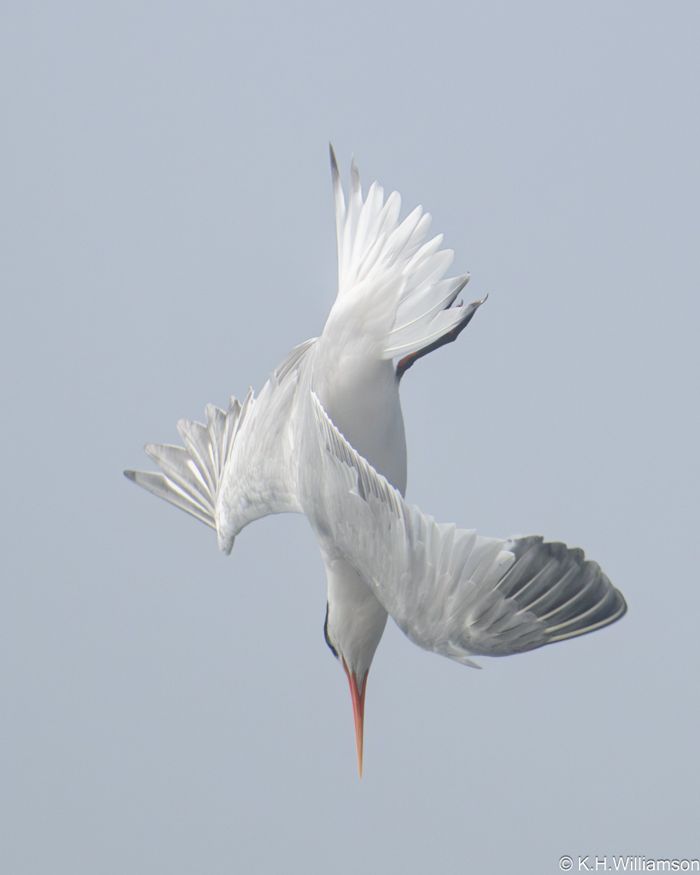 Tern diving