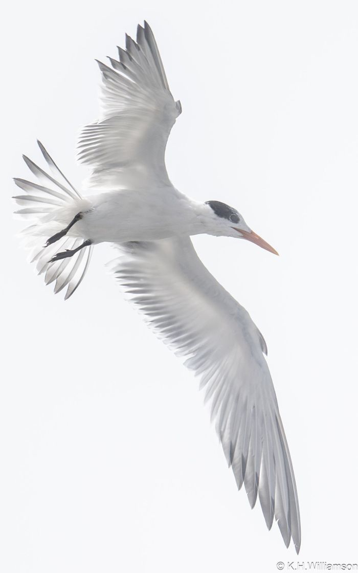 Tern ready to pounce, Doran Beach