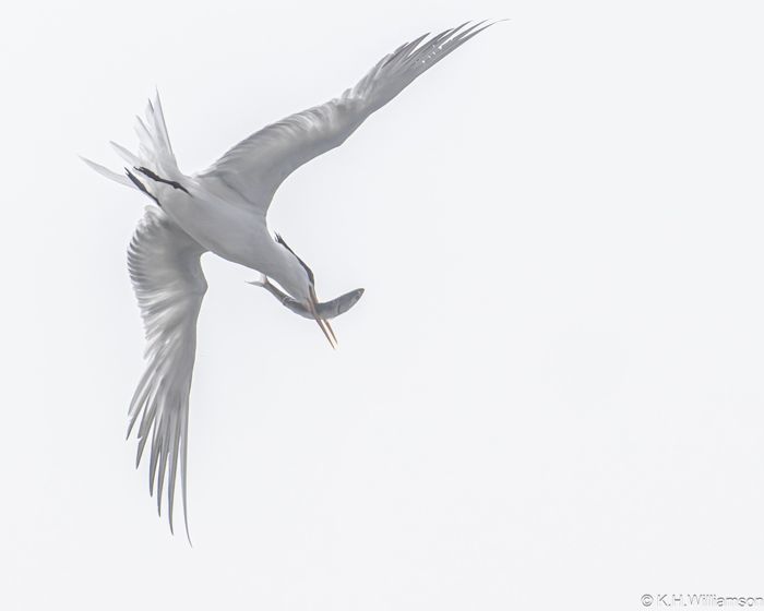 Tern twisting in flight with a fish