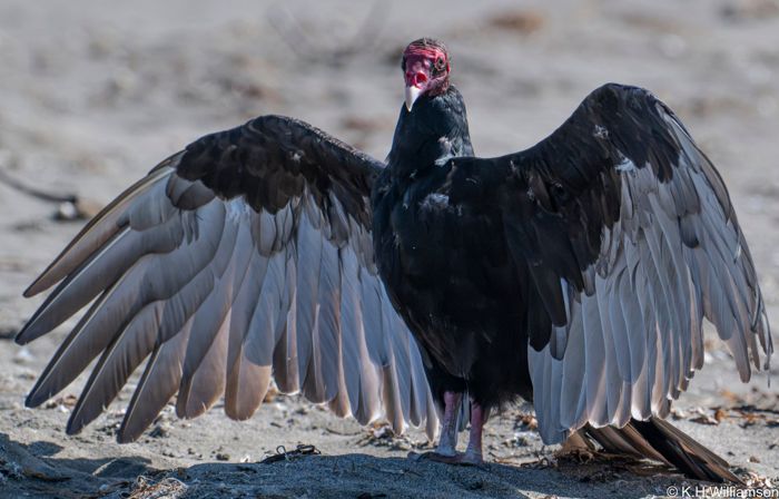 Turkey vulture drying its wings