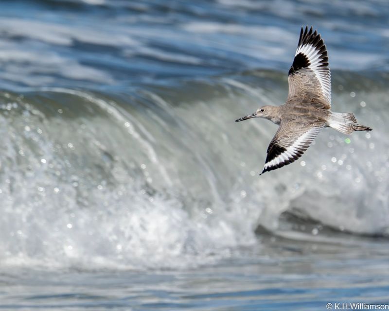 Willet at Doran Beach, California