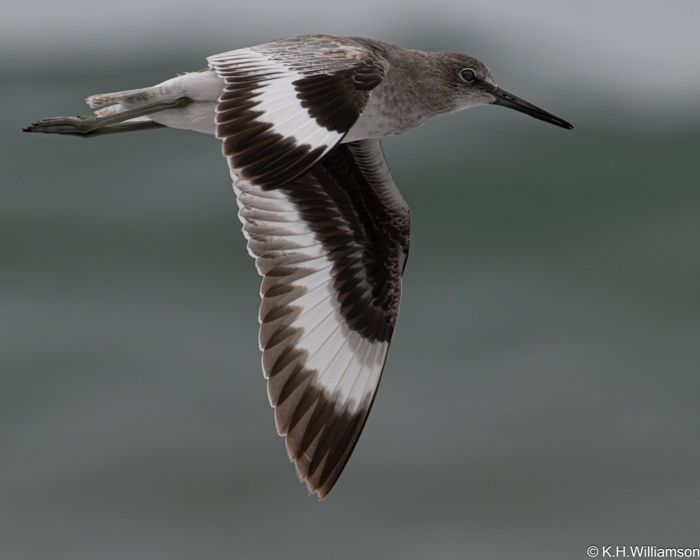 Willet in flight