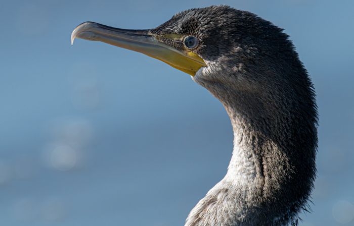 Young double-crested cormorant, portrait